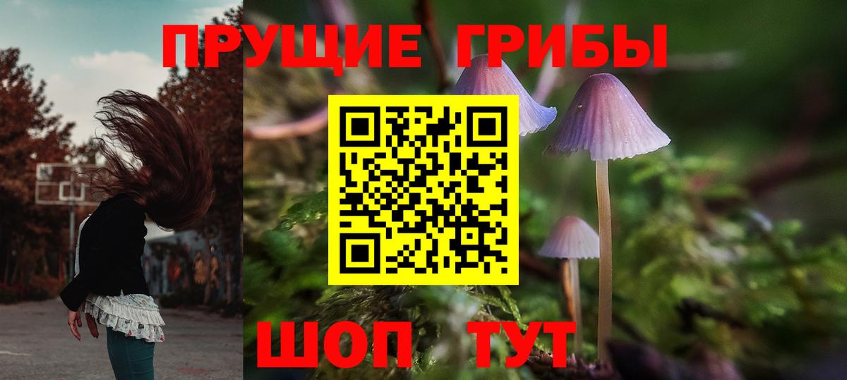 Галлюциногенные грибы Psilocybe Ессентуки